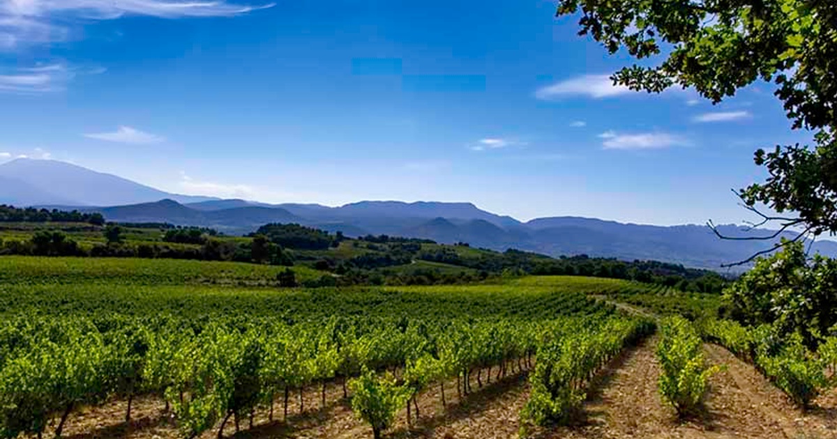 La randonnée de Rasteau par Terra Rando