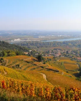 L'automne dans les vignes d'Ardèche 