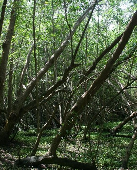 Balade dans la mangrove de Gosier 