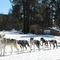 Propriétaire de Balades en chiens de traîneaux avec La Grange des Huskies